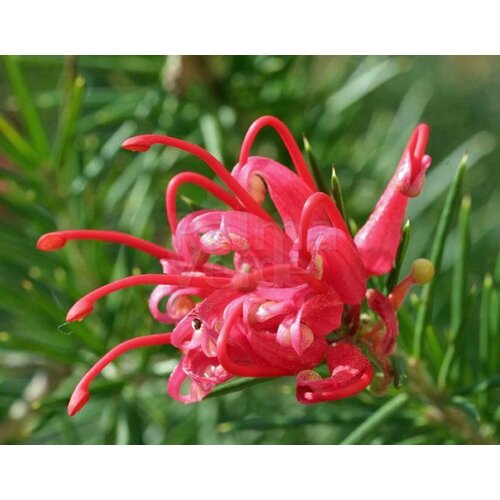 Bloemen-flowers Grevillea juniperina Oleacea - Australische zilvereik