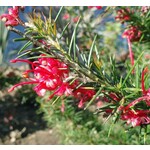 Bloemen-flowers Grevillea juniperina Oleacea - Australische zilvereik