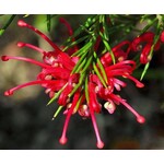 Bloemen-flowers Grevillea juniperina Oleacea