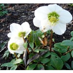 Bloemen-flowers Helleborus niger