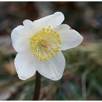 Bloemen-flowers Helleborus niger