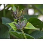 Bloemen-flowers Ipomoea learii