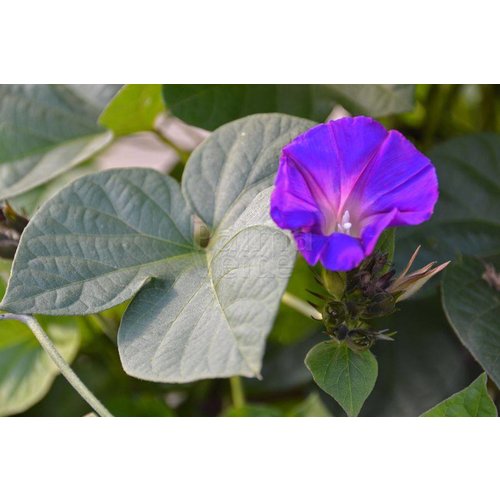 Bloemen-flowers Ipomoea learii - Blauwe sierwinde - Dagbloem