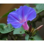 Bloemen-flowers Ipomoea learii - Blauwe sierwinde - Dagbloem
