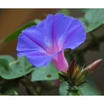 Bloemen-flowers Ipomoea learii - Ipomée de Leary