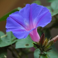 Bloemen-flowers Ipomoea learii - Blauwe sierwinde - Dagbloem