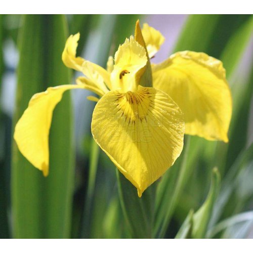 Bloemen-flowers Iris pseudacorus - Zwaardlelie - Lis