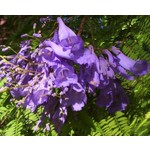 Bloemen-flowers Jacaranda mimosifolia