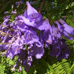 Bloemen-flowers Jacaranda mimosifolia - Flamboyant bleu