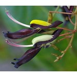 Bloemen-flowers Kennedia nigricans - Black Coral Pea