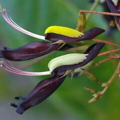 Bloemen-flowers Kennedia nigricans - Zwarte koraalboon - Black Coral Pea