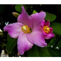 Bloemen-flowers Lagunaria patersonii - Australische hibiscus