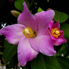 Bloemen-flowers Lagunaria patersonii - Australische hibiscus