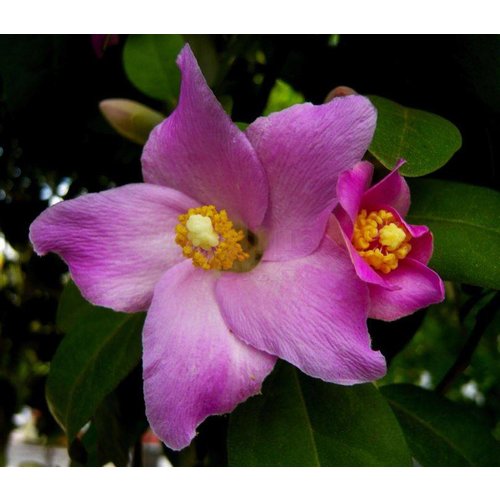 Bloemen-flowers Lagunaria patersonii