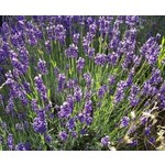 Bloemen-flowers Lavandula angustifolia Dwarf Blue - Lavender