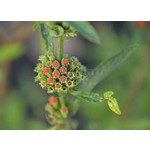 Bloemen-flowers Leonotis leonurus - Queue de lion