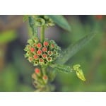 Bloemen-flowers Leonotis leonurus