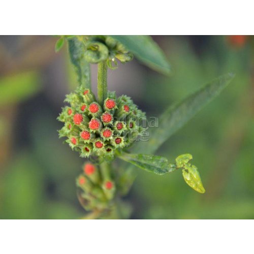 Bloemen-flowers Leonotis leonurus - Queue de lion