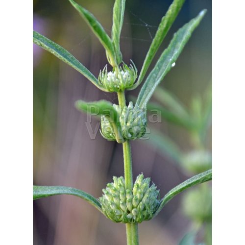 Bloemen-flowers Leonotis leonurus - Queue de lion