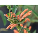 Bloemen-flowers Leonotis leonurus - Queue de lion