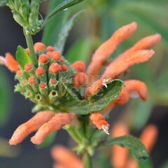 Bloemen-flowers Leonotis leonurus - Queue de lion