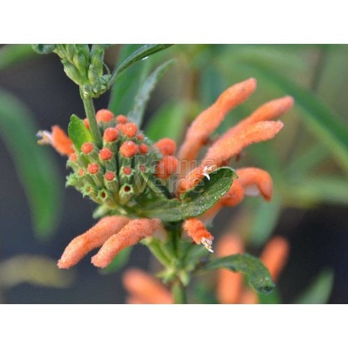 Bloemen-flowers Leonotis leonurus