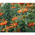 Bloemen-flowers Leonotis leonurus - Queue de lion