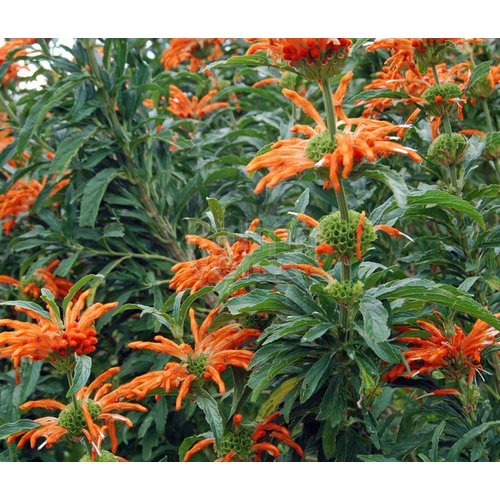Bloemen-flowers Leonotis leonurus - Queue de lion