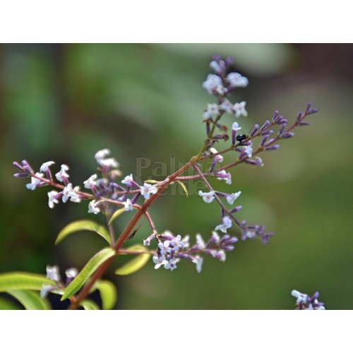 Bloemen-flowers Lippia citriodora - Citroenverbena - Citroenstruik