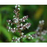 Bloemen-flowers Lippia citriodora - Citroenverbena - Citroenstruik