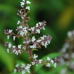 Bloemen-flowers Lippia citriodora - Citroenverbena - Citroenstruik