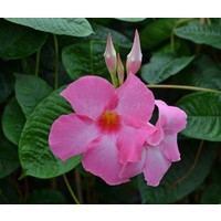 Bloemen-flowers Mandevilla Alice du Pont - Roze mandevilla