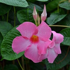 Bloemen-flowers Mandevilla Alice du Pont - Roze mandevilla