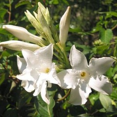 Bloemen-flowers Mandevilla Laxa Parfum - Chilean jasmine