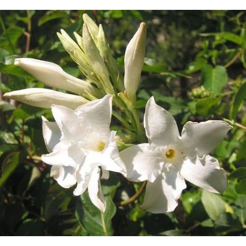 Bloemen-flowers Mandevilla Laxa Parfum - Chileense jasmijn