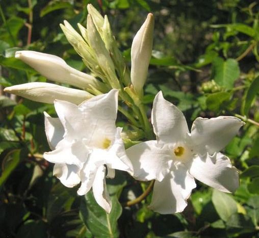 Mandevilla Laxa Parfum - Chileense jasmijn - Palma Verde Exoten Mandevilla Laxa Parfum - Chileense jasmijn - Palma Verde Exoten