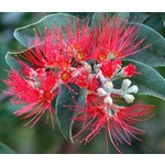 Bloemen-flowers Metrosideros thomasii - Pohutukawa