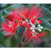 Bloemen-flowers Metrosideros thomasii - Pohutukawa