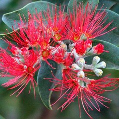 Bloemen-flowers Metrosideros thomasii -New zealand christmas bush - Pohutukawa