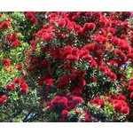 Bloemen-flowers Metrosideros thomasii - Pohutukawa