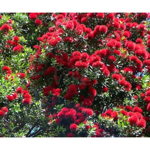 Bloemen-flowers Metrosideros thomasii - Pohutukawa