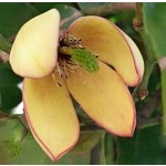 Bloemen-flowers Michelia figo