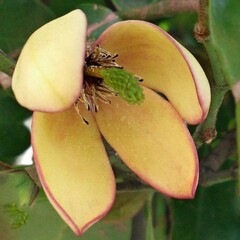 Bloemen-flowers Michelia figo - Bananenstruik