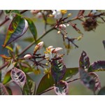 Blad-leaf Nandina domestica