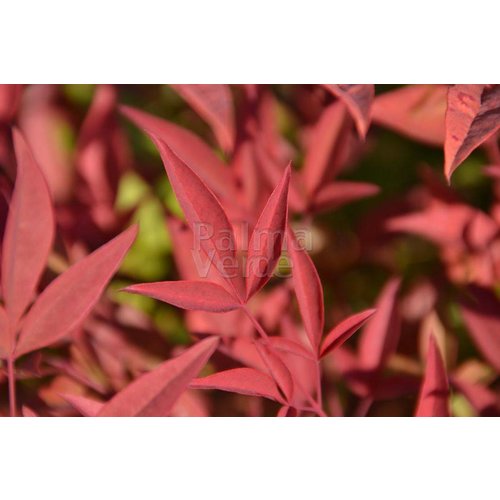 Blad-leaf Nandina domestica - Hemelse bamboe