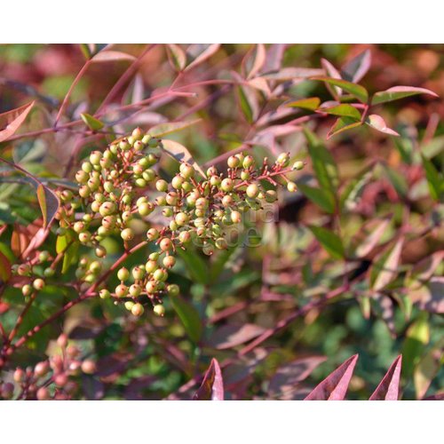 Blad-leaf Nandina domestica - Hemelse bamboe