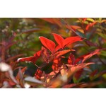 Blad-leaf Nandina domestica