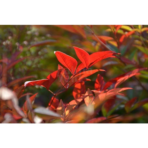 Blad-leaf Nandina domestica