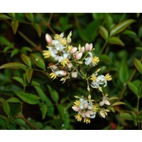 Blad-leaf Nandina domestica - Hemelse bamboe