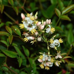 Blad-leaf Nandina domestica - Hemelse bamboe